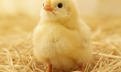 Semnele unui Pui Activ, Curios și Bine Adaptat: Ghid pentru Cumpărători